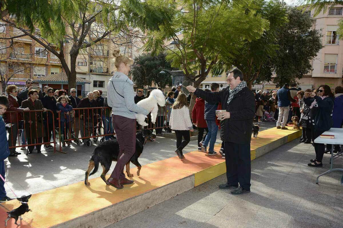 Callosa d’en Sarrià bendice a sus animales en la Fiesta de San Antonio Abad