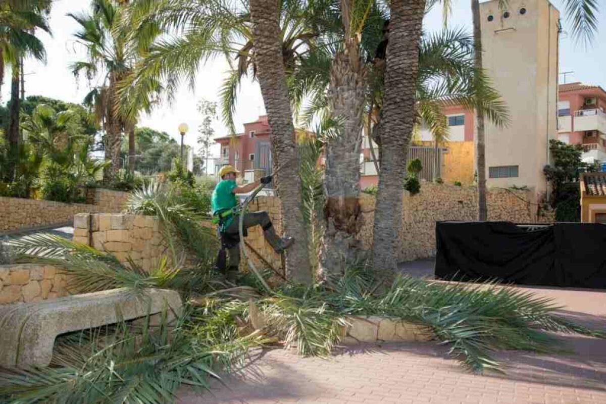 El Ayuntamiento de l’Alfàs desarrolla una campaña de poda de palmeras