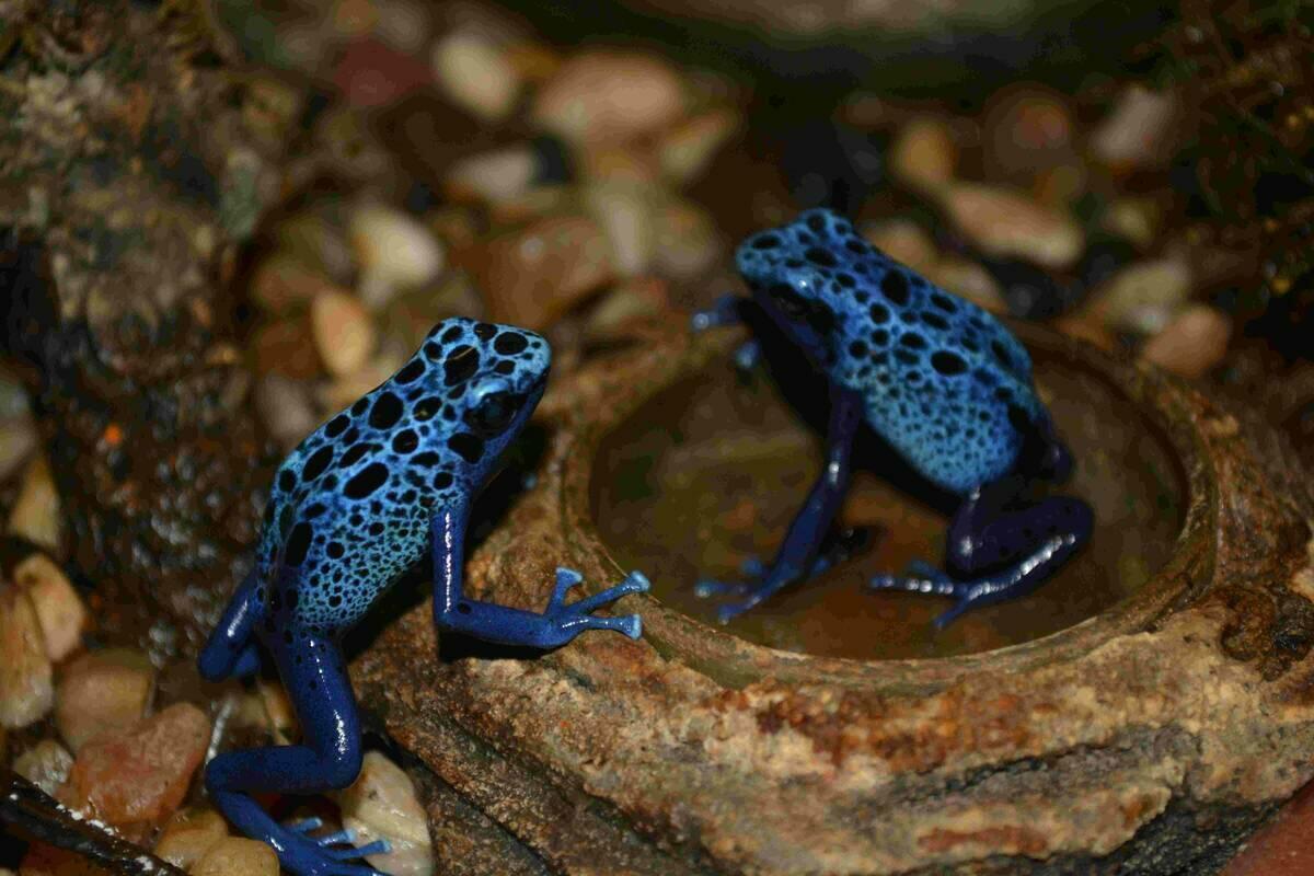 Terra Natura Benidorm refuerza la conservación de la rana de flecha azul con el nacimiento de seis crías