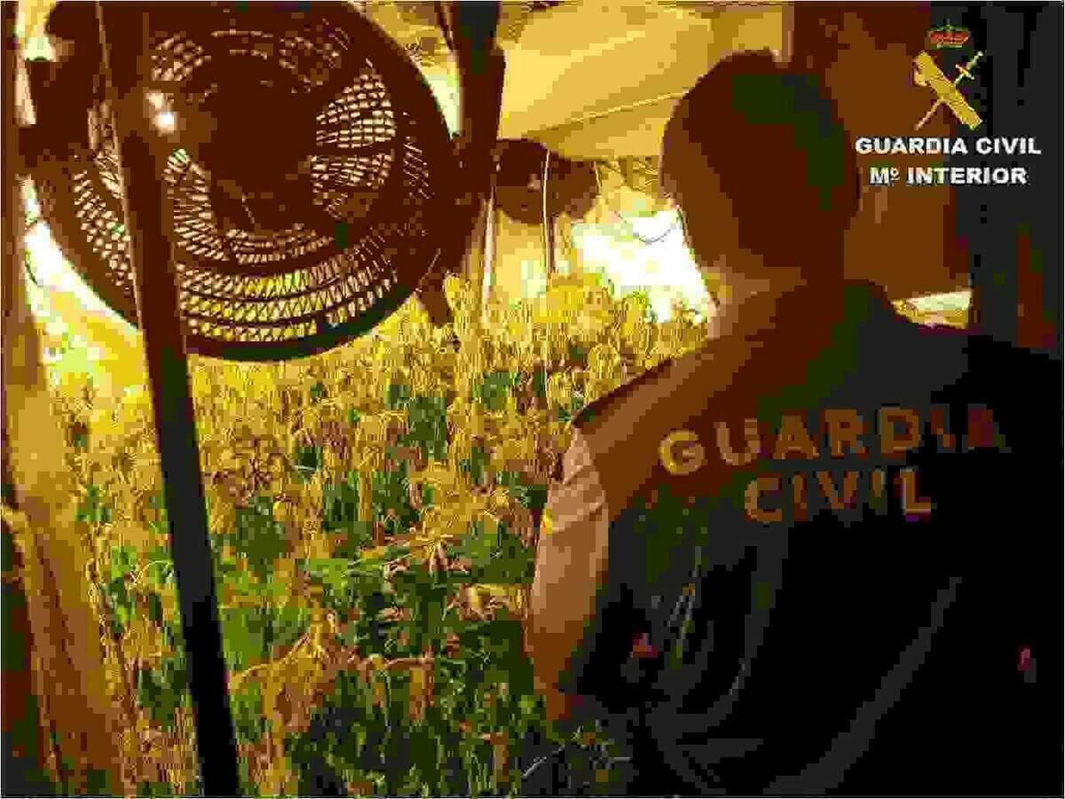 La Guardia Civil desarticula una nueva organización dedicada al cultivo de marihuana por toda la provincia de Alicante